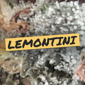 LemonTini Cannabis Strain