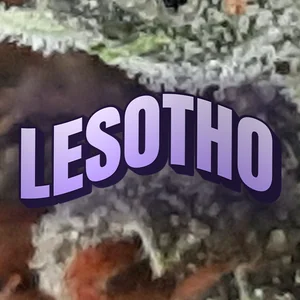 Lesotho Cannabis Strain