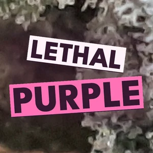 Lethal Purple Cannabis Strain