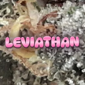 Leviathan Cannabis Strain