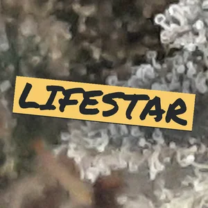 Lifestar Cannabis Strain