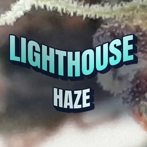 Lighthouse Haze Cannabis Strain