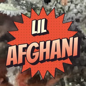 Lil Afghani Cannabis Strain