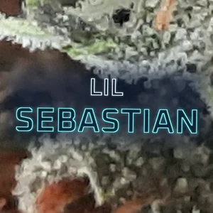 Lil Sebastian Cannabis Strain