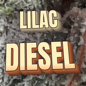 Lilac Diesel Cannabis Strain