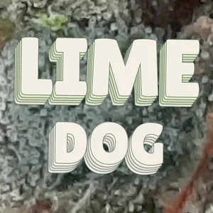 Lime Dog Cannabis Strain