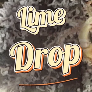 Lime Drop Cannabis Strain