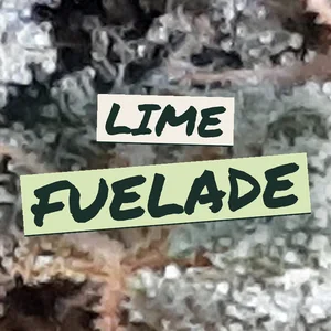 Lime Fuelade Cannabis Strain