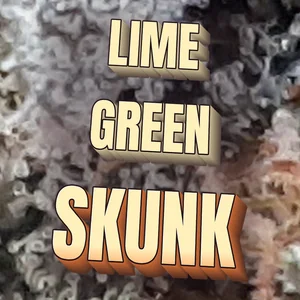 Lime Green Skunk Cannabis Strain