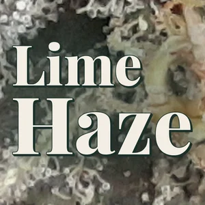 Lime Haze Cannabis Strain
