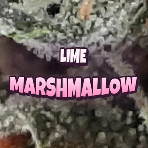 Lime Marshmallow Cannabis Strain
