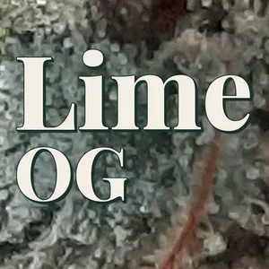Lime OG Cannabis Strain