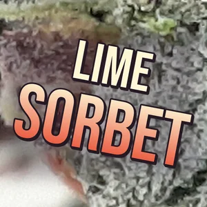 Lime Sorbet Cannabis Strain