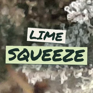 Lime Squeeze Cannabis Strain