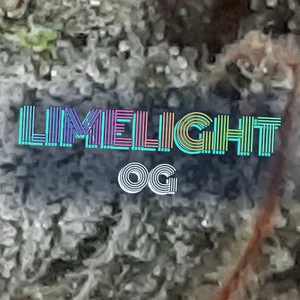 Limelight OG Cannabis Strain