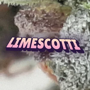 Limescotti Cannabis Strain