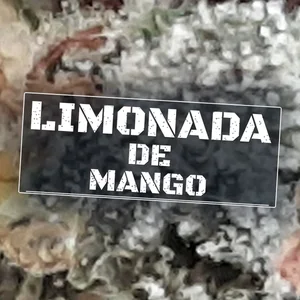 Limonada de Mango Cannabis Strain