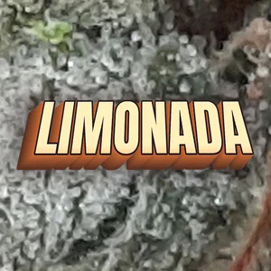 Limonada Cannabis Strain