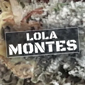 Lola Montes Cannabis Strain
