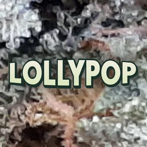 Lollypop Cannabis Strain