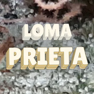 Loma Prieta Cannabis Strain