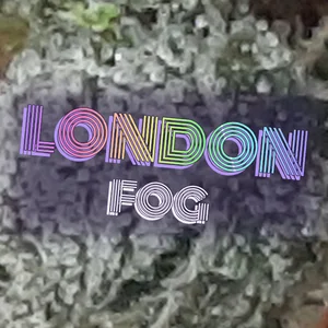 London Fog Cannabis Strain