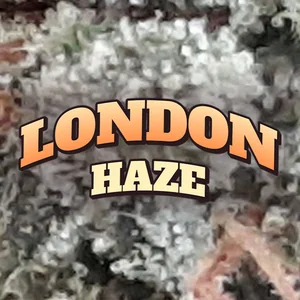 London Haze Cannabis Strain
