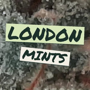 London Mints Cannabis Strain