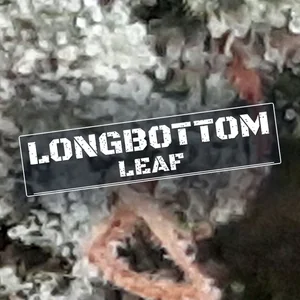 Longbottom Leaf Cannabis Strain
