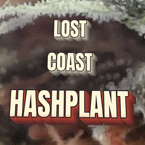 Lost Coast Hashplant Cannabis Strain