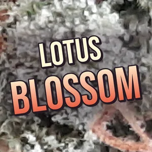 Lotus Blossom Cannabis Strain
