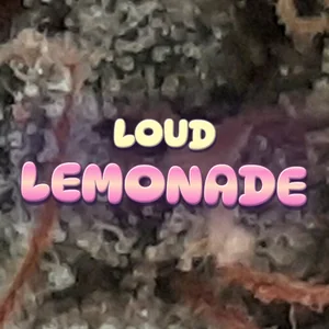Loud Lemonade Cannabis Strain