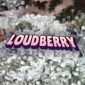 Loudberry Cannabis Strain