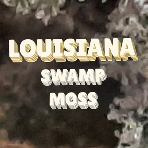 Louisiana Swamp Moss Cannabis Strain
