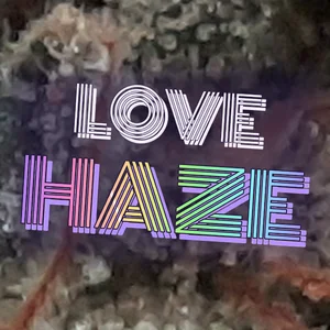 Love Haze Cannabis Strain