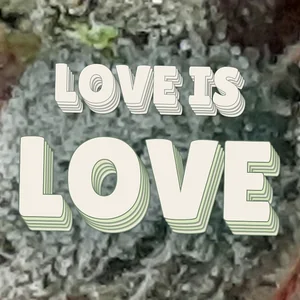 Love Is Love Cannabis Strain