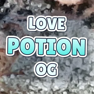 Love Potion OG Cannabis Strain