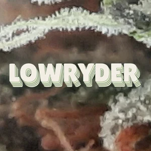 Lowryder Cannabis Strain