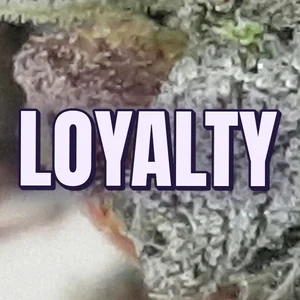 Loyalty Cannabis Strain