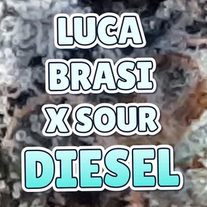 Luca Brasi x Sour Diesel Cannabis Strain