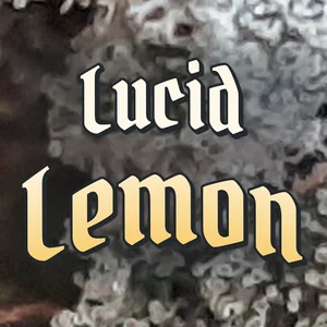 Lucid Lemon Cannabis Strain