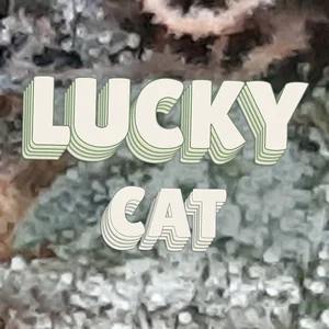 Lucky Cat Cannabis Strain