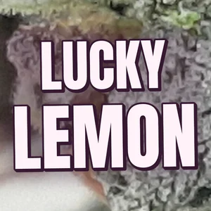 Lucky Lemon Cannabis Strain