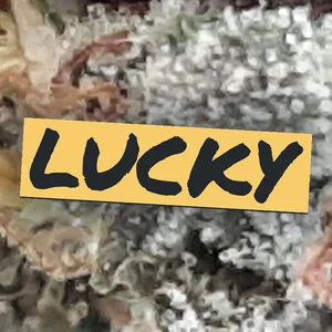 Lucky Cannabis Strain