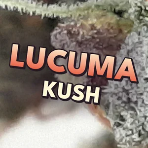 Lucuma Kush Cannabis Strain