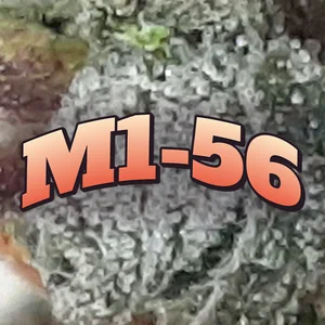 M1-56 Cannabis Strain