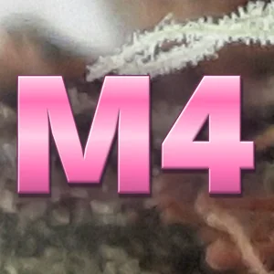 M4 Cannabis Strain