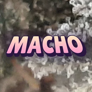 Macho Cannabis Strain