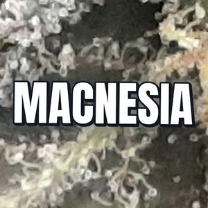 MACnesia Cannabis Strain