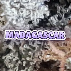 Madagascar Cannabis Strain